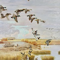 Ducks in Autumn, Post Cover